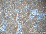 GBP6 Antibody in Immunohistochemistry (Paraffin) (IHC (P))