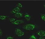 Atg4D Antibody in Immunocytochemistry (ICC/IF)