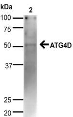 Atg4D Antibody in Western Blot (WB)