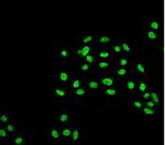 Atg5 Antibody in Immunocytochemistry (ICC/IF)