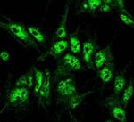 Beclin1 Antibody in Immunocytochemistry (ICC/IF)