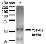 Beclin1 Antibody in Western Blot (WB)