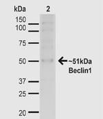Beclin1 Antibody in Western Blot (WB)