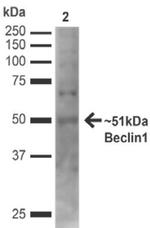 Beclin1 Antibody in Western Blot (WB)
