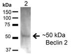 Beclin2 Antibody in Western Blot (WB)