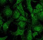 UVRAG Antibody in Immunocytochemistry (ICC/IF)