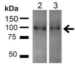 UVRAG Antibody in Western Blot (WB)