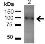 UVRAG Antibody in Western Blot (WB)