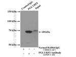 PGLYRP2 Antibody in Immunoprecipitation (IP)