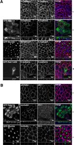 Occludin Antibody in Immunocytochemistry (ICC/IF)