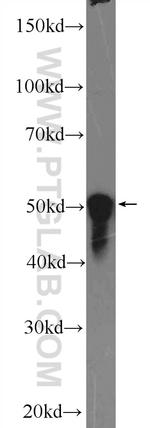 THAP11 Antibody in Western Blot (WB)