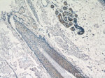 SPRR2D Antibody in Immunohistochemistry (Paraffin) (IHC (P))