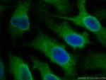 IL-4I1 Antibody in Immunocytochemistry (ICC/IF)
