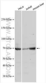 IL-4I1 Antibody in Western Blot (WB)
