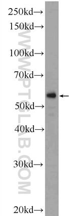 F7 Antibody in Western Blot (WB)