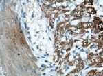 Alpha cardiac muscle actin Antibody in Immunohistochemistry (Paraffin) (IHC (P))
