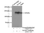NCOA7 Antibody in Immunoprecipitation (IP)