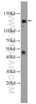NCOA7 Antibody in Western Blot (WB)