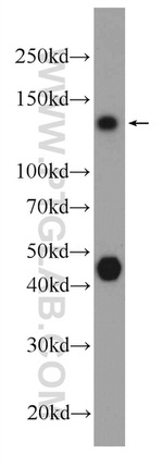 NCOA7 Antibody in Western Blot (WB)