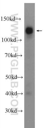 NCOA7 Antibody in Western Blot (WB)