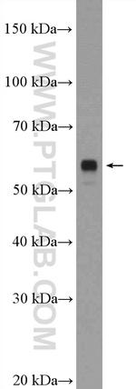 LRRTM2 Antibody in Western Blot (WB)