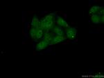 BEND3 Antibody in Immunocytochemistry (ICC/IF)