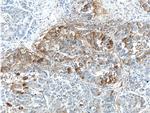 BEND3 Antibody in Immunohistochemistry (Paraffin) (IHC (P))