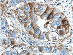 BEND3 Antibody in Immunohistochemistry (Paraffin) (IHC (P))