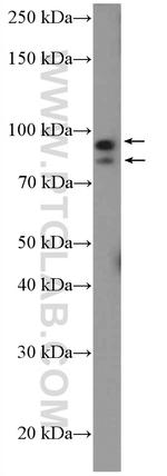 BEND3 Antibody in Western Blot (WB)