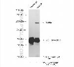 WDR36 Antibody in Immunoprecipitation (IP)