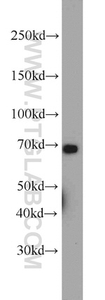 CADM4 Antibody in Western Blot (WB)