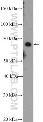 GLIS1 Antibody in Western Blot (WB)