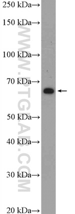 GLIS1 Antibody in Western Blot (WB)