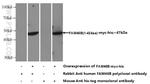 FAM46B Antibody in Western Blot (WB)
