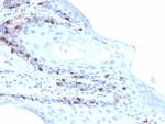 MART-1/Melan-A/MLANA Recombinant Mouse Monoclonal Antibody (rMLANA, 4576)