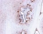 MART-1/Melan-A/MLANA (Melanoma Marker) Antibody in Immunohistochemistry (Paraffin) (IHC (P))