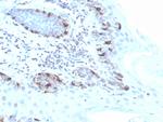 MART-1/Melan-A/MLANA Antibody in Immunohistochemistry (Paraffin) (IHC (P))