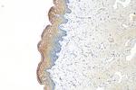 GOLPH3L Antibody in Immunohistochemistry (Paraffin) (IHC (P))