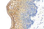 GOLPH3L Antibody in Immunohistochemistry (Paraffin) (IHC (P))