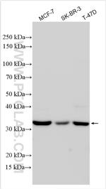 GOLPH3L Antibody in Western Blot (WB)