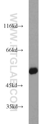 ZSCAN21 Antibody in Western Blot (WB)