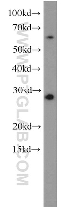 C9orf11 Antibody in Western Blot (WB)