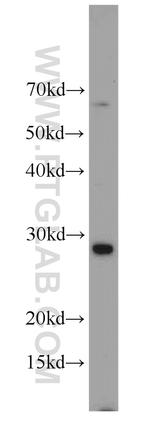 C9orf11 Antibody in Western Blot (WB)