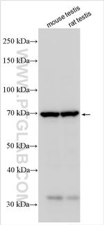 ERVWE1 Antibody in Western Blot (WB)
