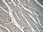 ZFR Antibody in Immunohistochemistry (Paraffin) (IHC (P))