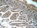 ZFR Antibody in Immunohistochemistry (Paraffin) (IHC (P))