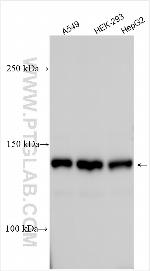 ZFR Antibody in Western Blot (WB)