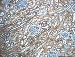 MGME1 Antibody in Immunohistochemistry (Paraffin) (IHC (P))