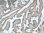 TMEM77 Antibody in Immunohistochemistry (Paraffin) (IHC (P))