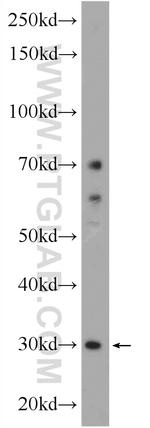 TMEM77 Antibody in Western Blot (WB)